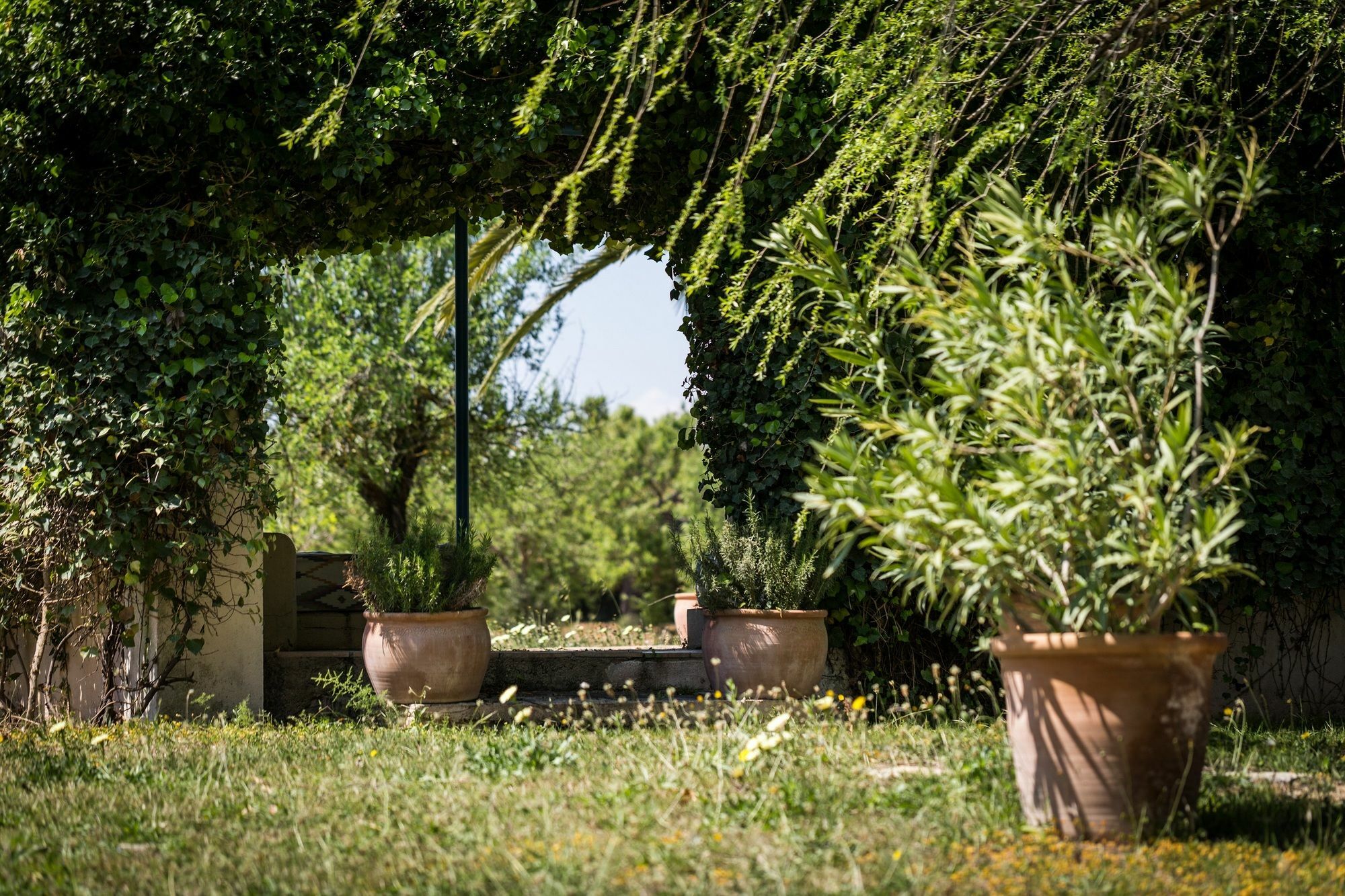 Son Miranda - La Organic