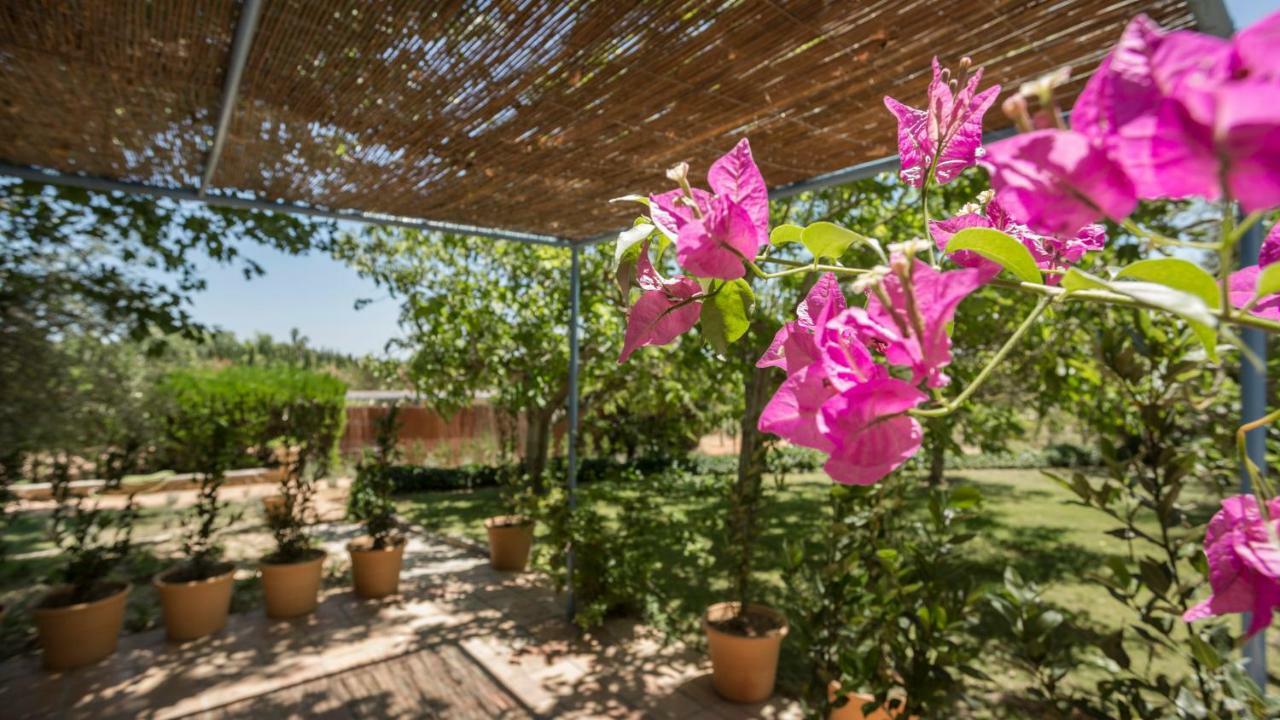 Son Miranda - La Organic *